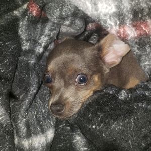 Meet your Posher, Shawn